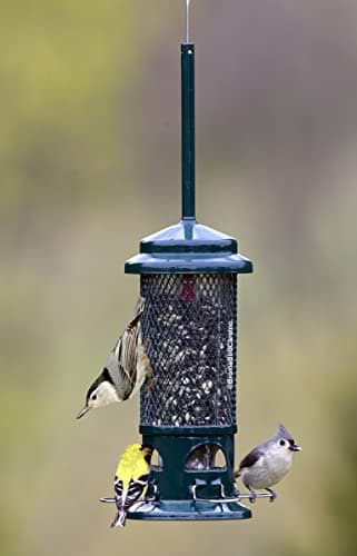 Squirrel Buster Plus Squirrel-Proof Bird Feeder thumbnail 4
