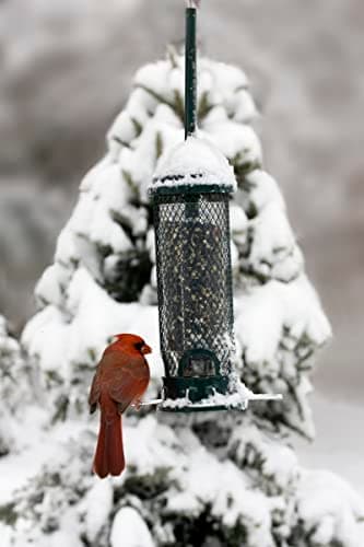 Squirrel Buster Classic Squirrel-Proof Bird Feeder thumbnail 4