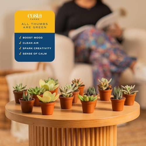 Costa Farms Mini Succulent Collection (Pack of 6) thumbnail 5