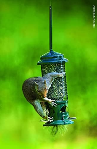 Squirrel Buster Plus Squirrel-Proof Bird Feeder thumbnail 5
