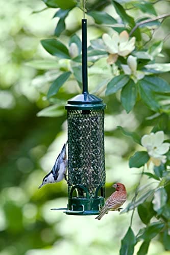Squirrel Buster Classic Squirrel-Proof Bird Feeder thumbnail 3