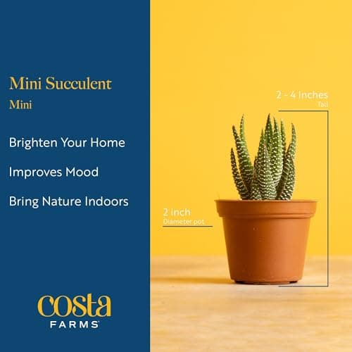 Costa Farms Mini Succulent Collection (Pack of 6) thumbnail 4