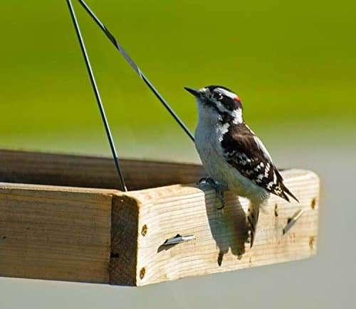 Woodlink 3-in-1 Platform Bird Feeder thumbnail 5