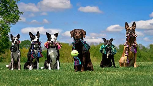 Mammoth Flossy Chews Cotton Rope Tug thumbnail 4