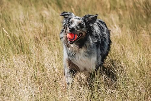 Chuckit! Ultra Ball thumbnail 2