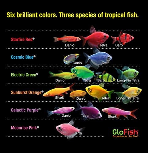 GloFish 10-Gallon Aquarium Kit thumbnail 4