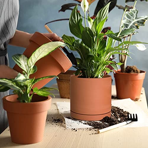 D'vine Dev Terracotta Pots for Plants with Drainage thumbnail 5