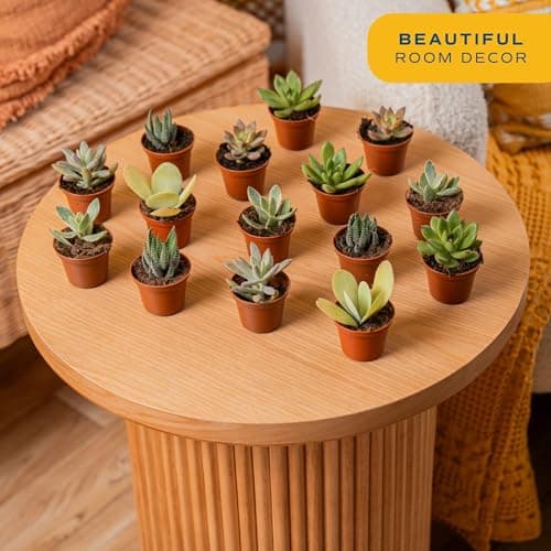 Costa Farms Mini Succulent Collection (Pack of 6) thumbnail 2
