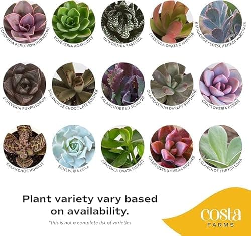 Costa Farms Mini Succulent Collection (Pack of 6) thumbnail 3