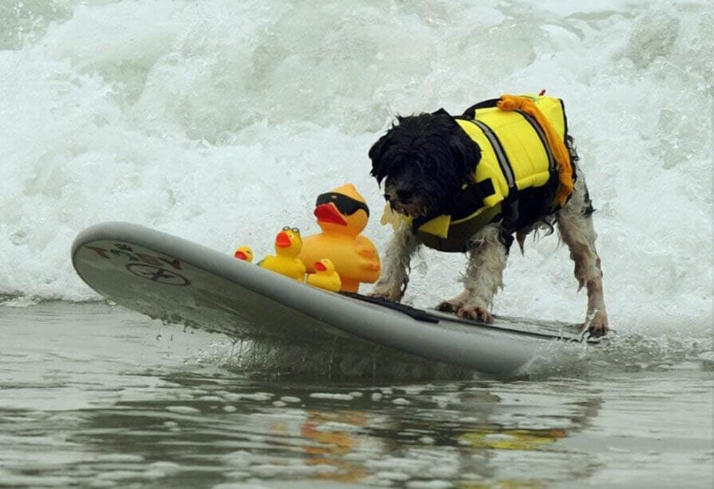 HAOCOO Dog Life Jacket thumbnail 5