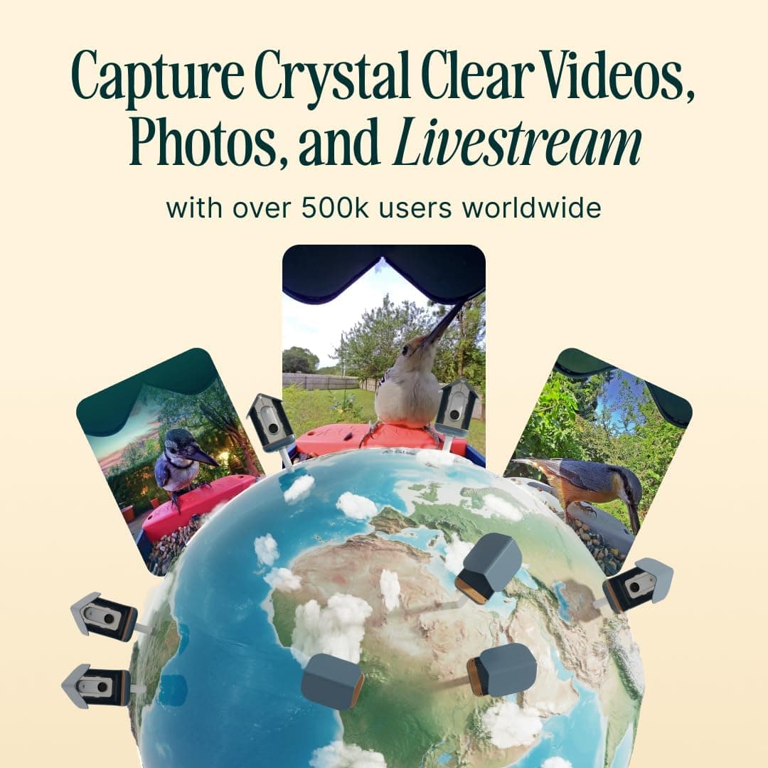 Bird Buddy PRO Solar Smart Bird Feeder thumbnail 2