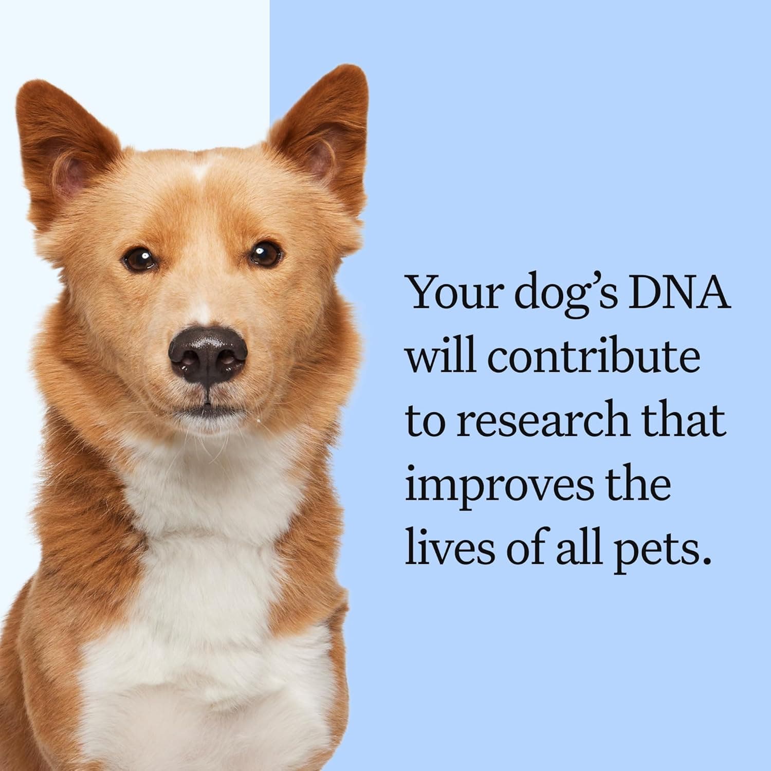 Wisdom Panel Breed Discovery Dog DNA Kit thumbnail 5