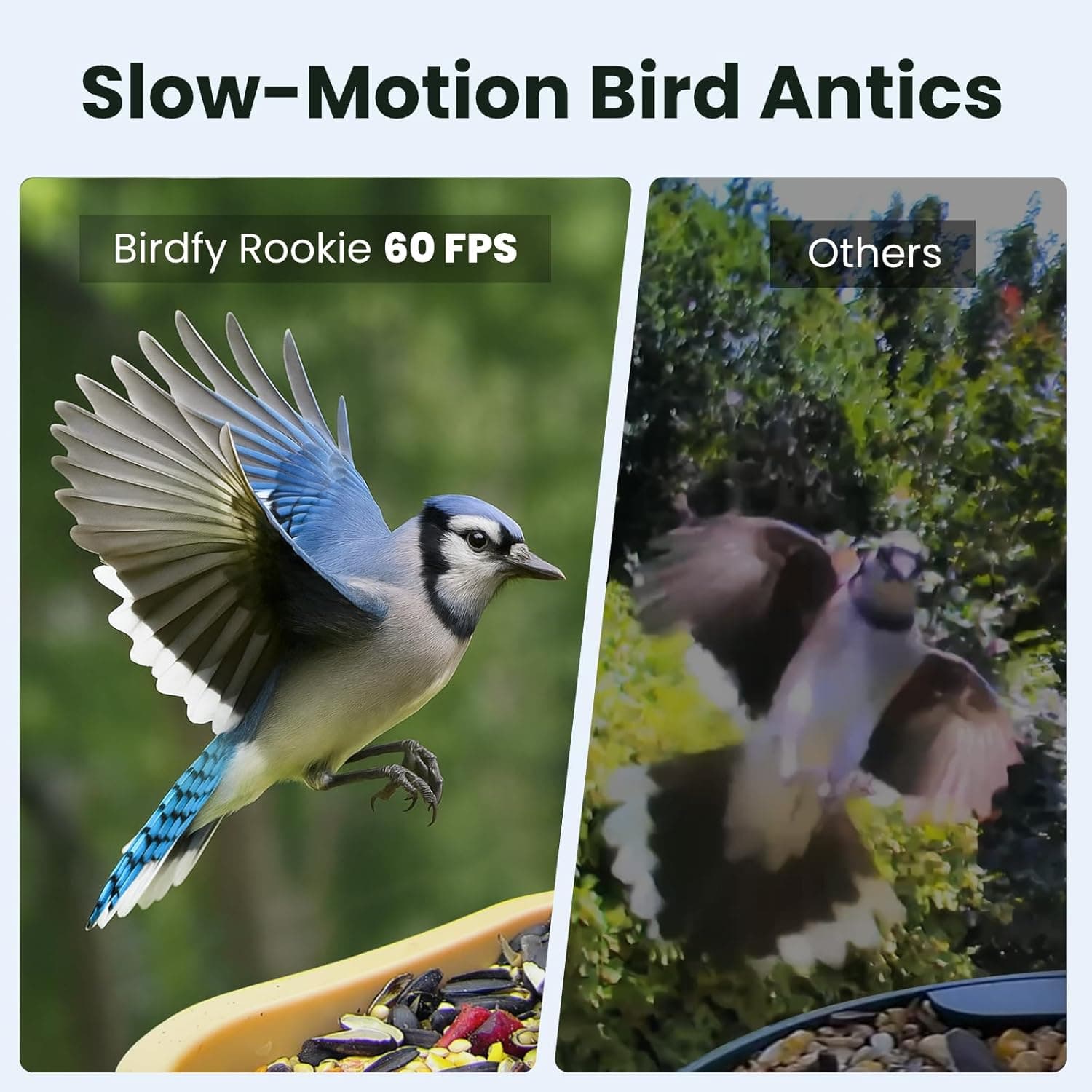 Birdfy Smart Bird Feeder Rookie thumbnail 2