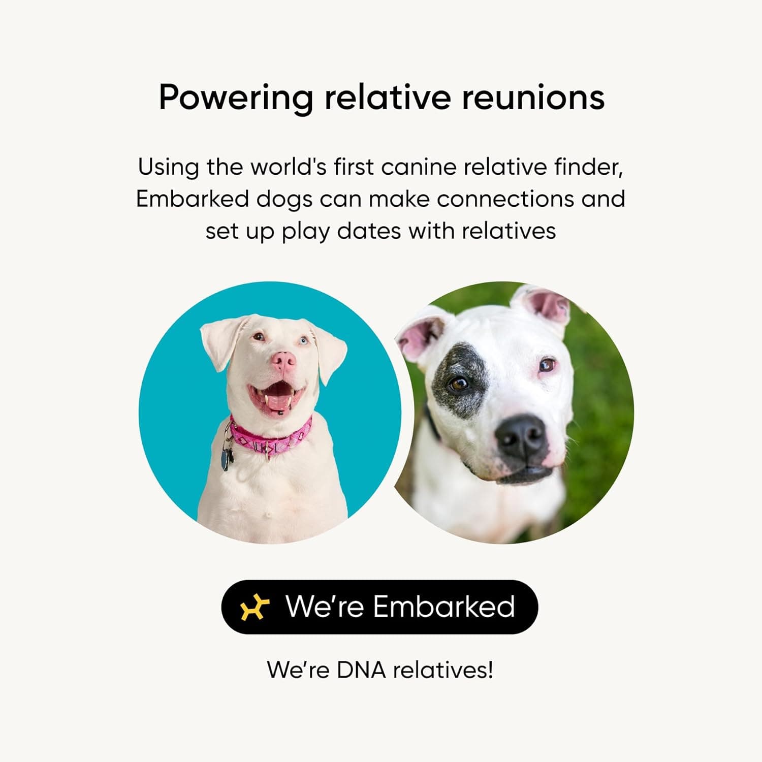 Embark Breed Identification Kit thumbnail 3