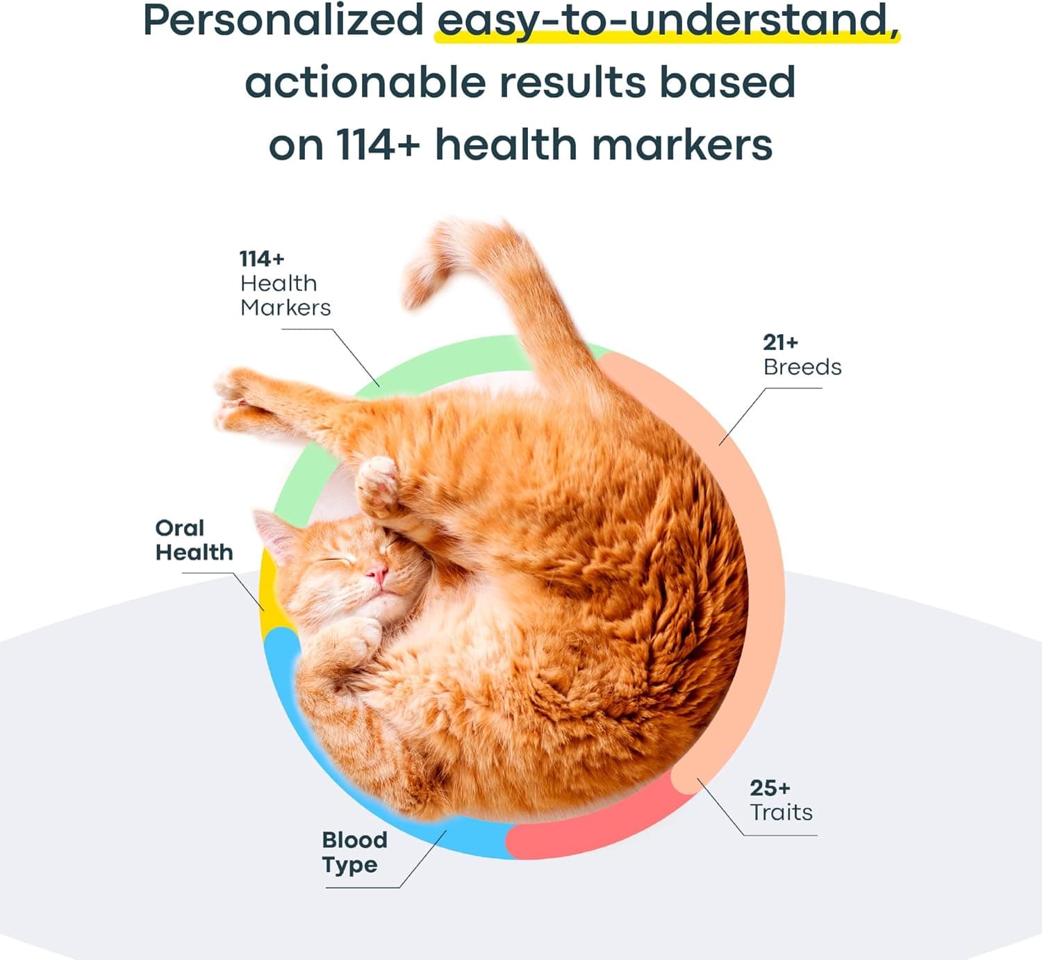 Basepaws Cat DNA Test Kit thumbnail 3