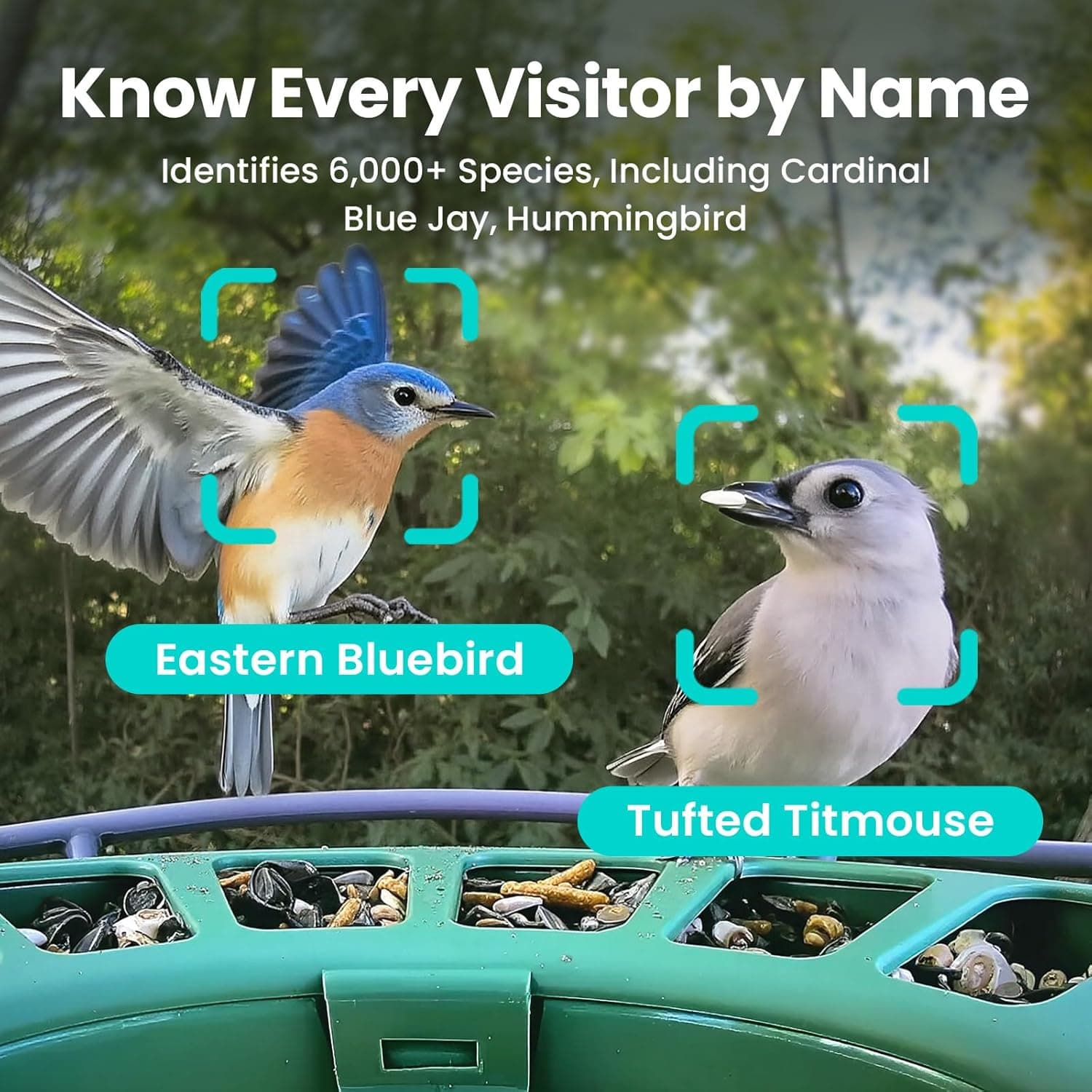 Birdfy 2 Smart Bird Feeder with Dual-Lens Camera thumbnail 5