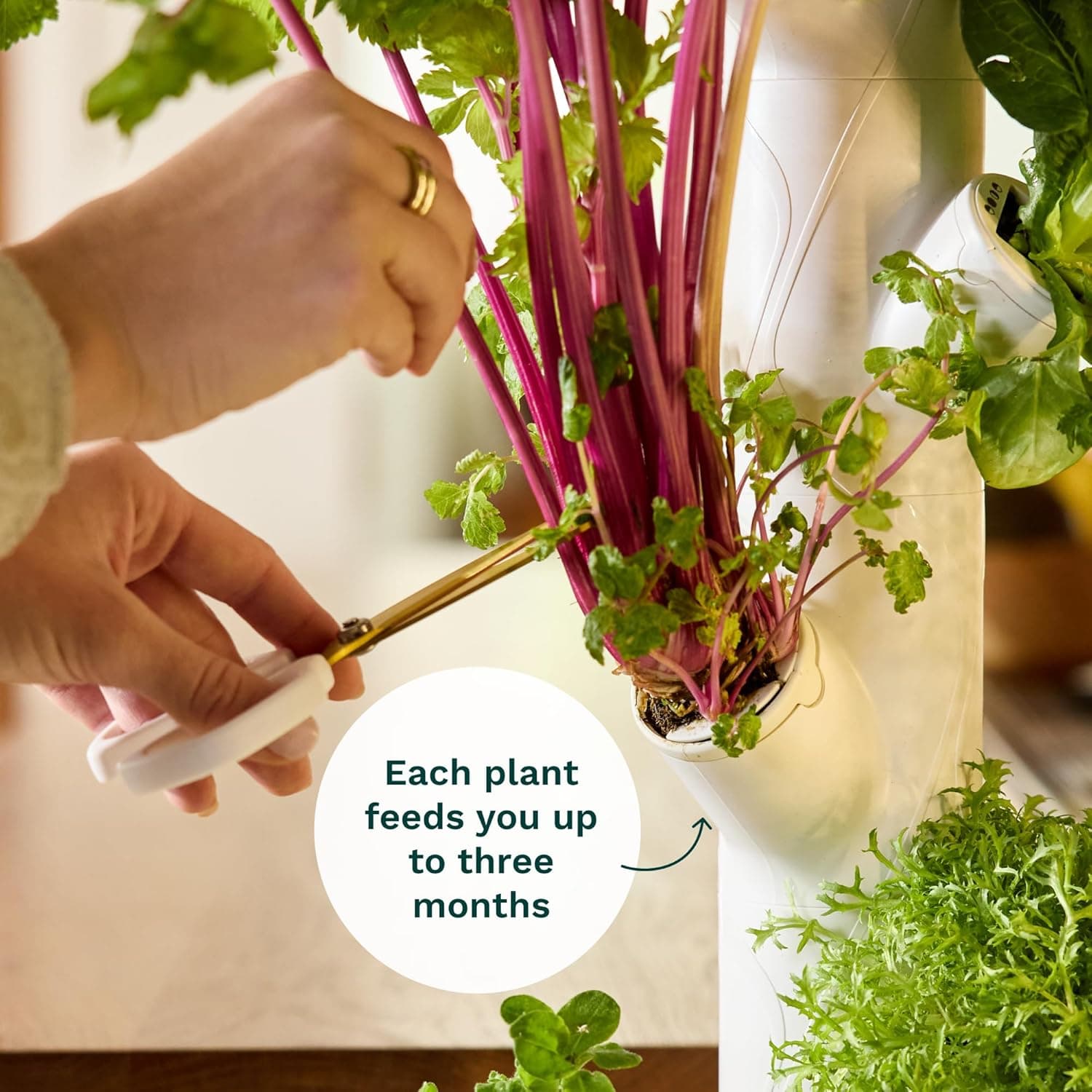 Gardyn Home Kit 4.0 Vertical Indoor Garden thumbnail 4