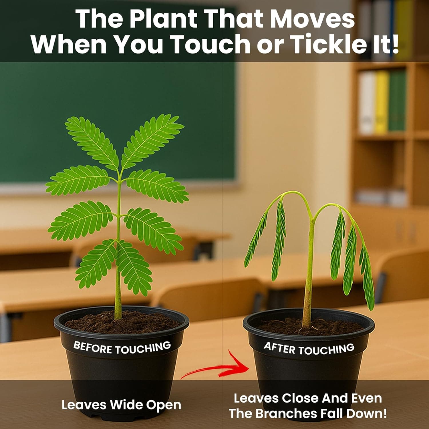 TickleMe Plant Friendship Gift Box - Grow the Plant That Moves thumbnail 2