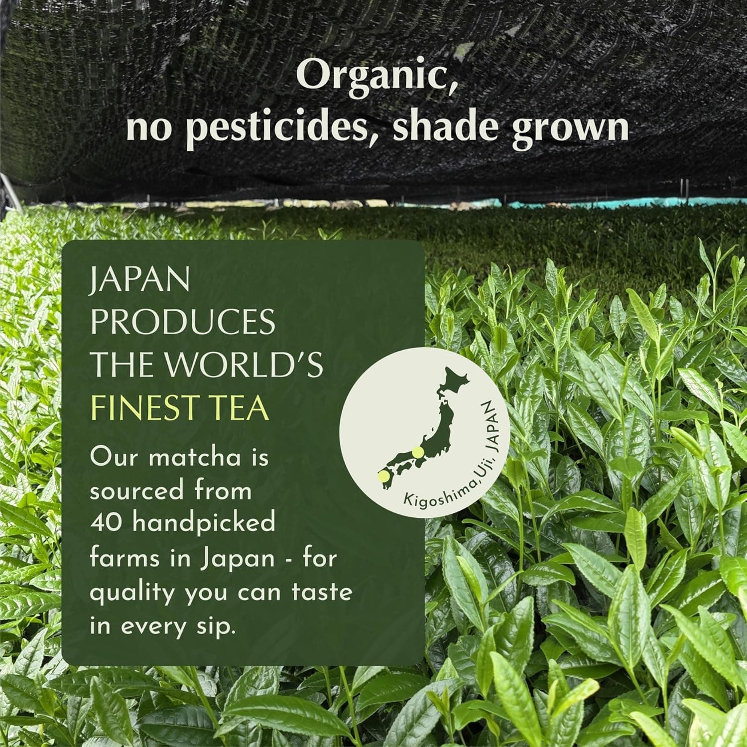 Encha Ceremonial Grade Matcha Powder thumbnail 4