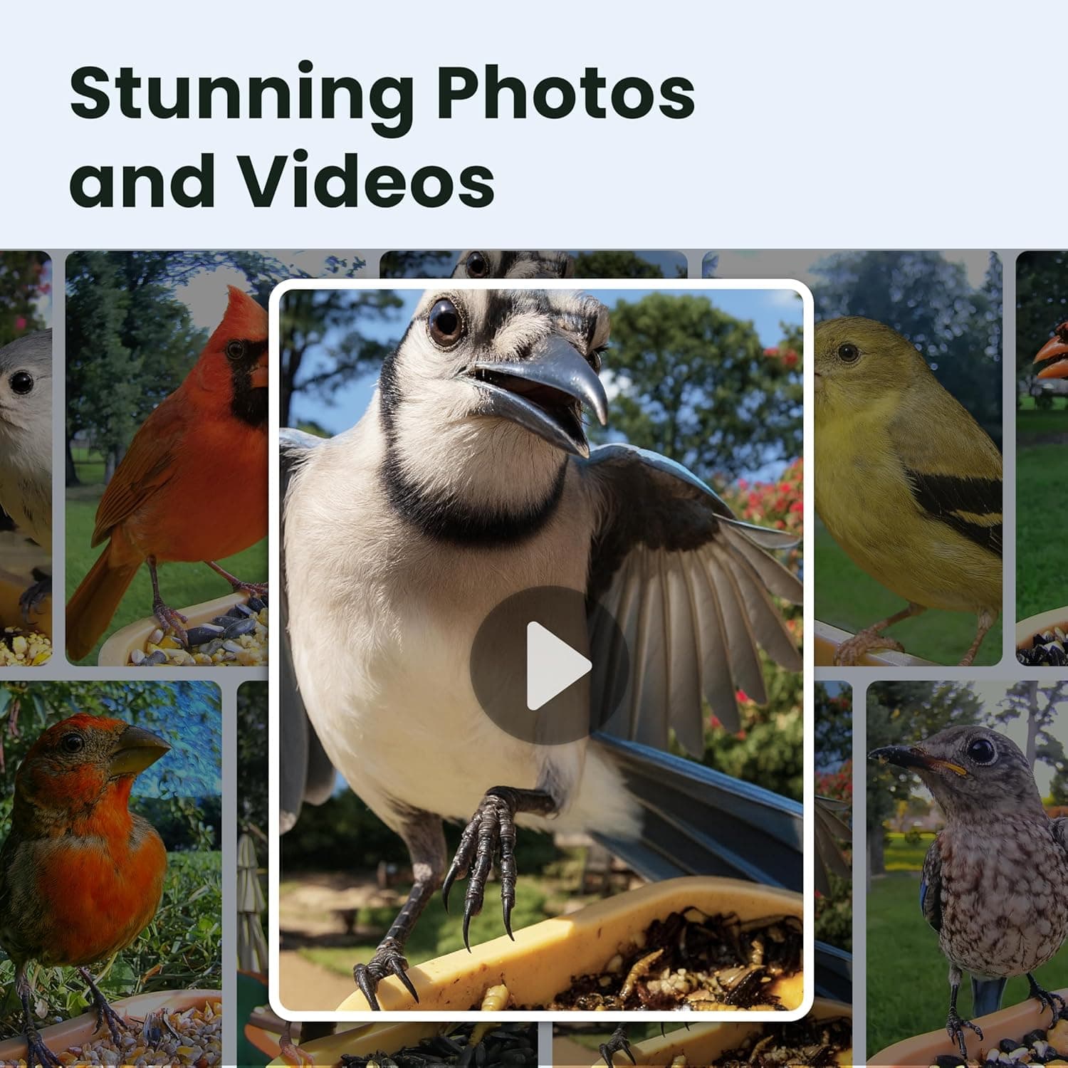 Birdfy Smart Bird Feeder Rookie thumbnail 3